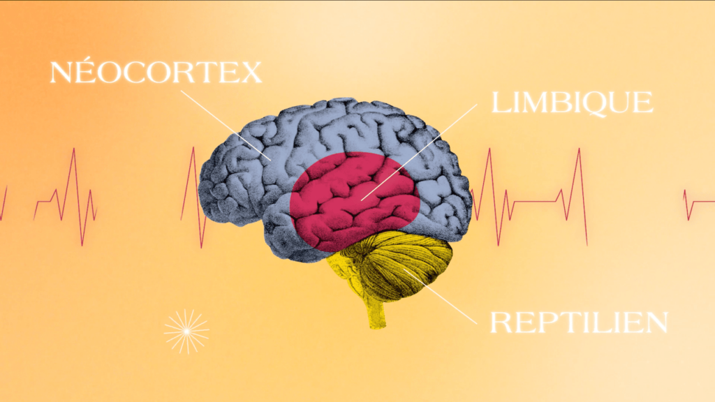 les trois parties du cerveau qui gèrent nos émotions