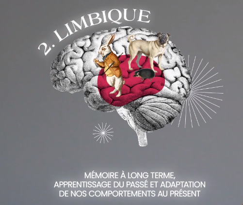 cerveau et émotions système limbique
