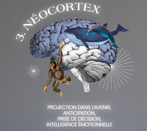 cerveau et émotions système néocortex