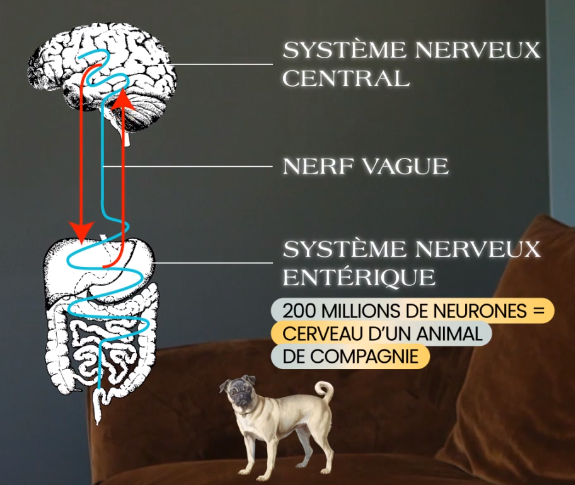 cerveau et émotions système nerveux central et entérique