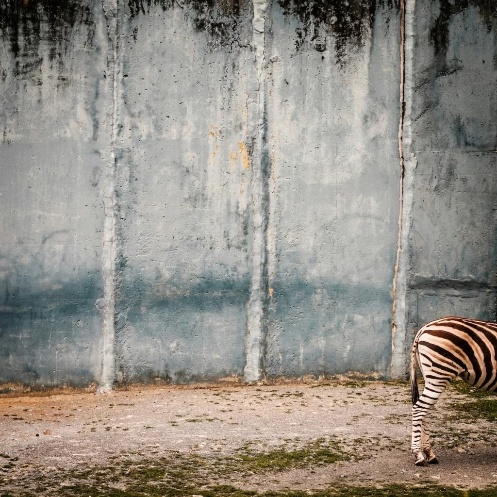 Zèbre à moitié visible sur devant un mur dénotant sa capacité à se fondre dans le décor